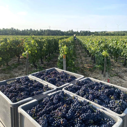 Domaine Oliver Boussard Grapes Whiskystack